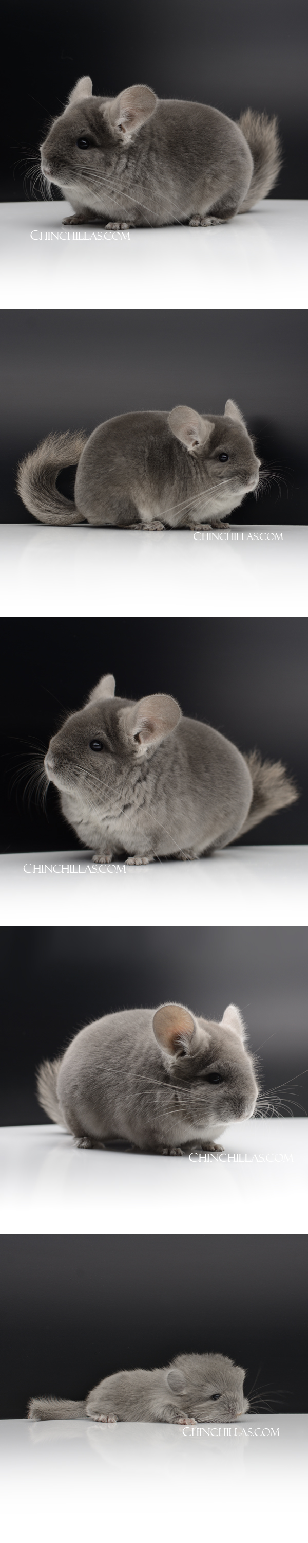 Chinchilla or related item offered for sale or export on Chinchillas.com - 110 TOV Wrap Around Violet (Royal Persian Angora Carrier) Male Chinchilla