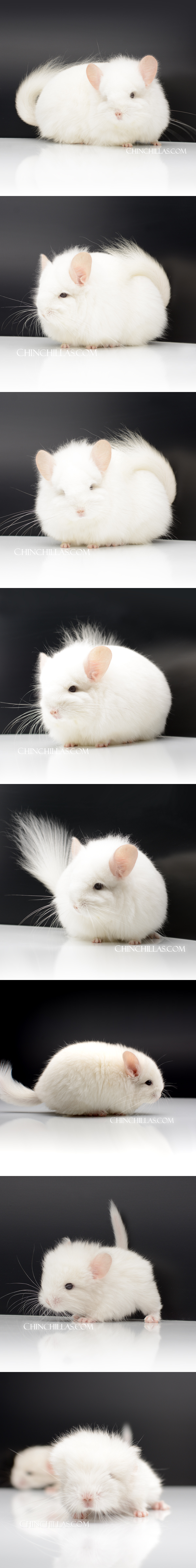 Chinchilla or related item offered for sale or export on Chinchillas.com - 107 Exceptional Pink White Royal Persian Angora Female Chinchilla