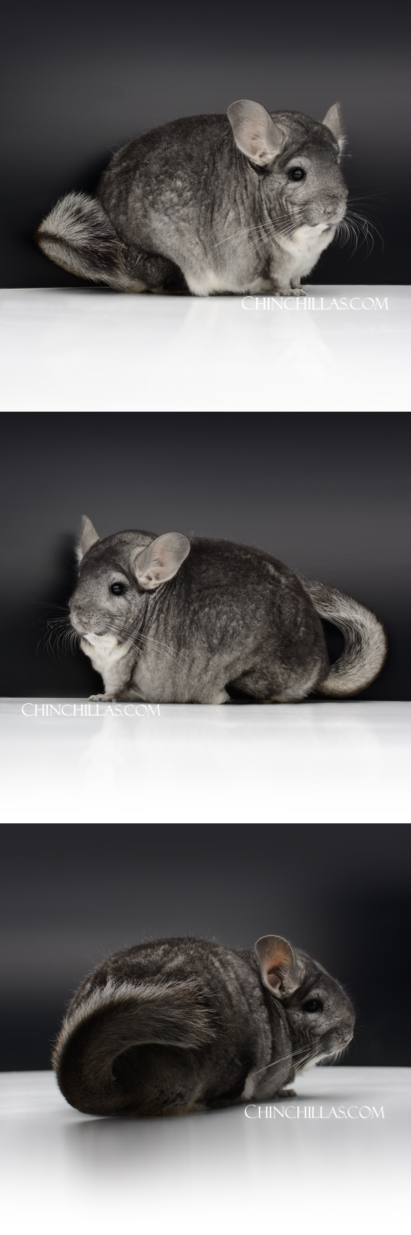92 Extra Large Blocky Standard (Violet Carrier) Female Chinchilla