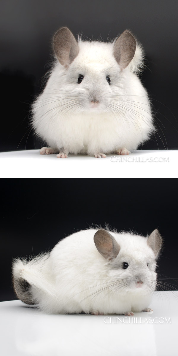 Chinchilla or related item offered for sale or export on Chinchillas.com - 22074 Exceptional Ebony and White Mosaic Royal Persian Angora Female Chinchilla