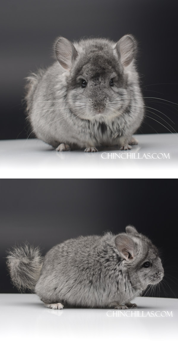 Chinchilla or related item offered for sale or export on Chinchillas.com - 25187 Ebony Royal Imperial Angora Male Chinchilla