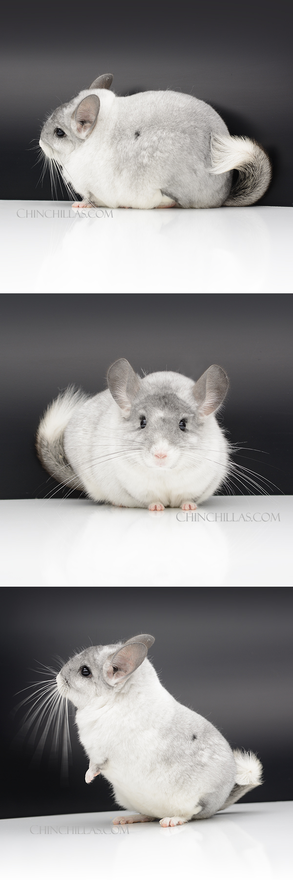 26344 Extra Large Show Quality White Mosaic Male Chinchilla