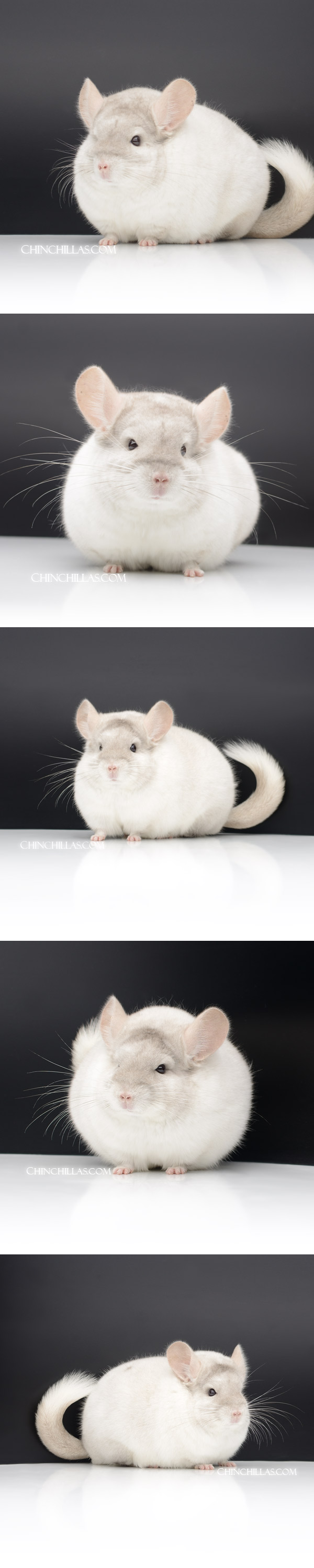 22154 Extra Large Blocky Herd Improvement Quality Pink White Male Chinchilla