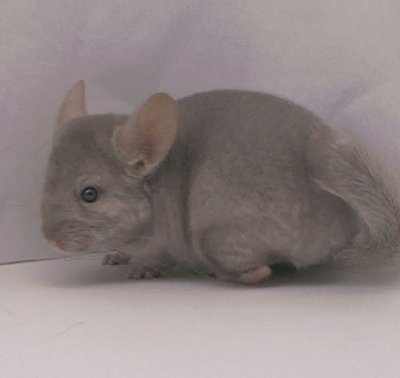 1396, Pastel / Tan Male Chinchilla