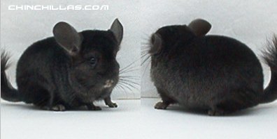 1432 Ebony (Violet Carrier) Female Chinchilla