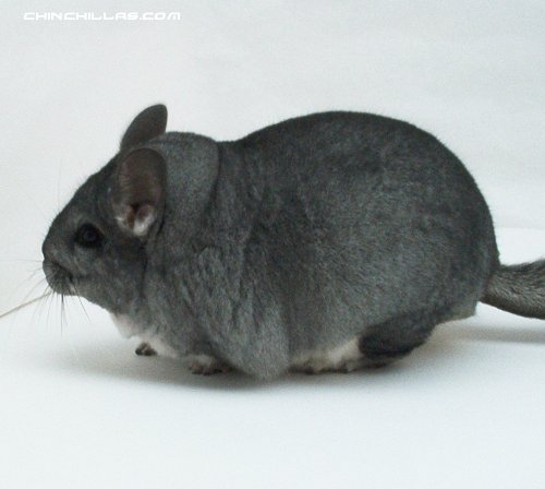 1420 Standard Female Chinchilla