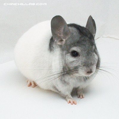 1416 Extreme SUPER White Mosaic Male Chinchilla