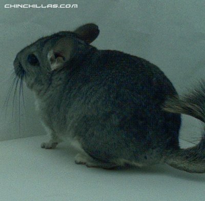 1414, Standard (Sapphire Carrier) Male Chinchilla