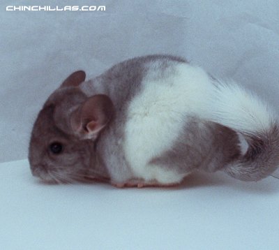 1412, Banded White Mosaic Male Chinchilla