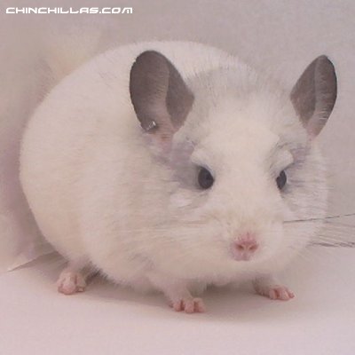 1390 White Male Chinchilla, Show Quality!