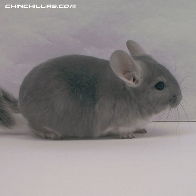 1357, Violet Male Chinchilla NO RESERVE / $1 Minimum Bid!