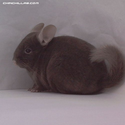 Hard to Find, Nice Quality, Extra-Dark Tan Female Chinchilla