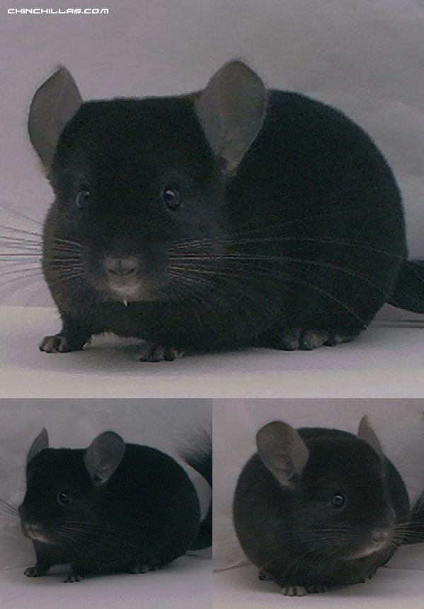 1403 Show Quality Homo Ebony Female Chinchilla