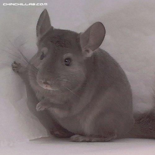 1455, Showable Wrap-Around Violet Male Chinchilla