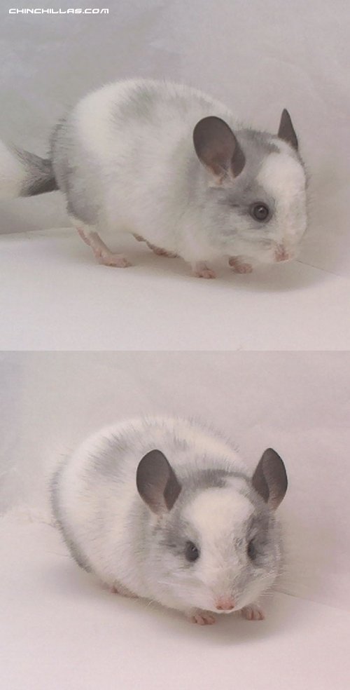 1464 Miniature Blocky and Blotchy, White Mosaic Male Chinchilla