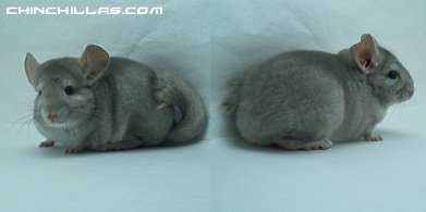 1430, No Reserve,Beige (Ebony Carrier) Female Chinchilla