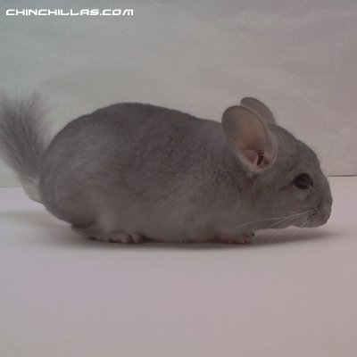 1465, Showable, Young Sapphire Female Chinchilla