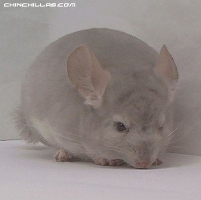 1442, Homozygous Violet/Bg Male Chinchilla