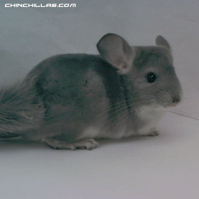 1439, Violet Female Chinchilla