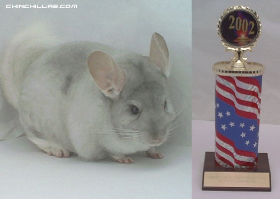 1435 Champion Pink White Female Chinchilla