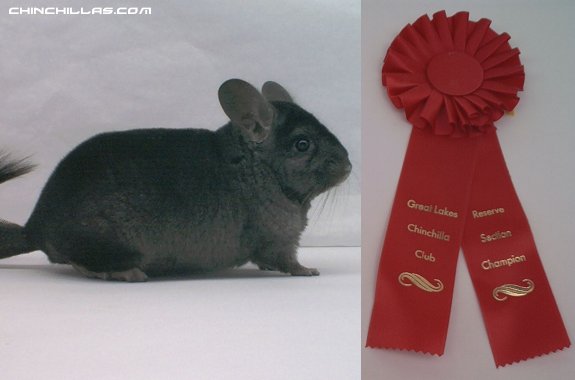 1436, Reserve Champion Hetero Ebony Male Chinchilla