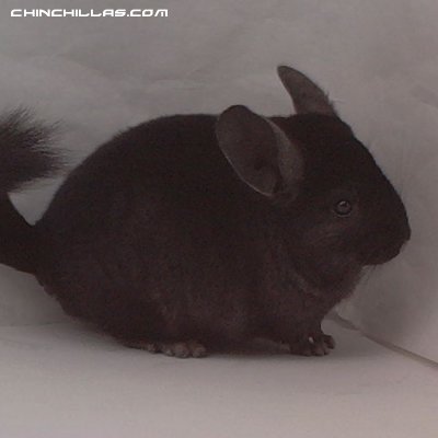 1457, Ebony Male Chinchilla