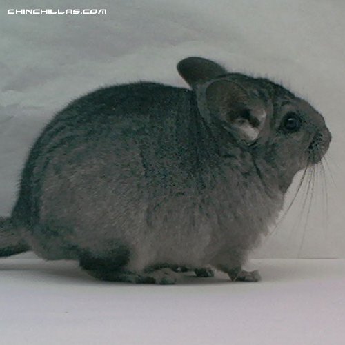 1470A Light Hetero Ebony (Violet Carrier) Female Chinchilla