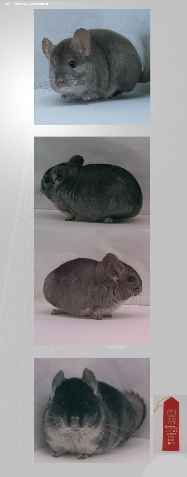 Lot 1 - 3 Show Quality Female Chinchillas