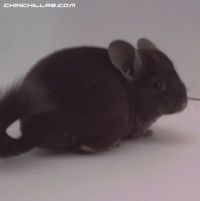 1476 Mahogany-tone Ebony Female Chinchilla