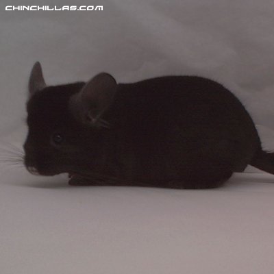 1441, Show Quality Ebony Male Chinchilla