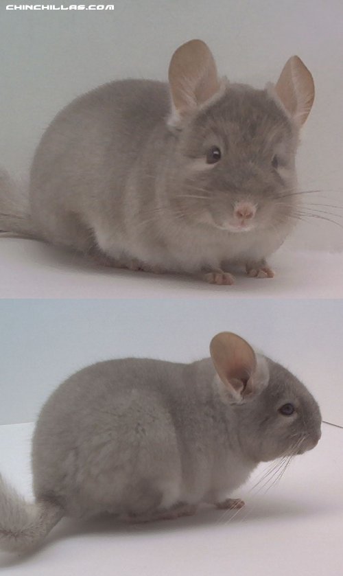 1478 TOV Beige ( Brown Velvet ) Male Chinchilla