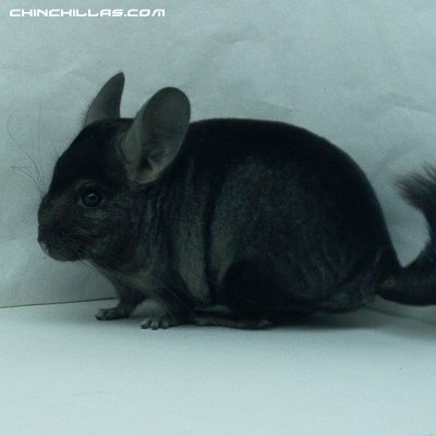 1417, Showable Dark Hetero Ebony Male Chinchilla