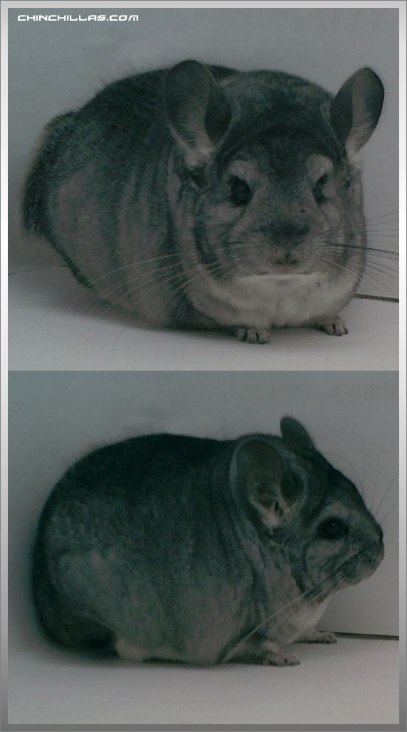 1489 Brevicaudata - type Standard Female Chinchilla