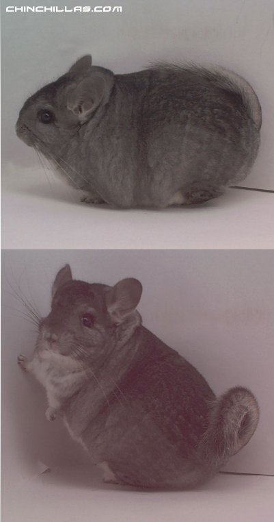 1491 Brevicadauta - type Standard Female Chinchilla