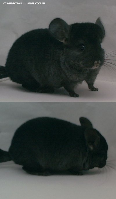 1463 Show Quality Ebony Male Chinchilla