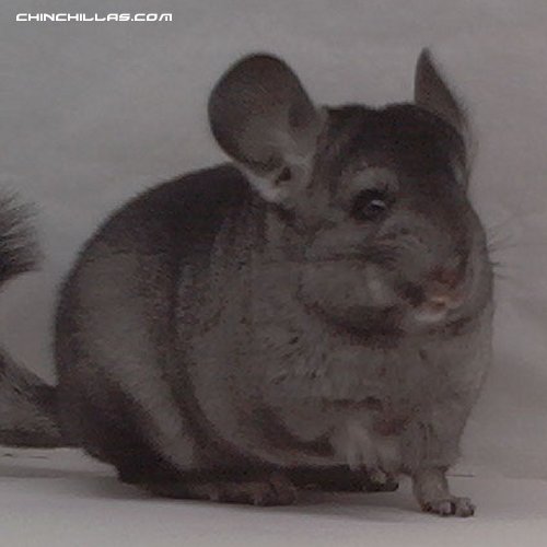 1467 Show Quality Hetero Ebony Female Chinchilla