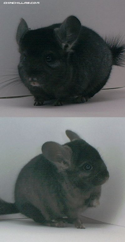 1504 Show Quality Ebony ( Violet Carrier ) Male Chinchilla