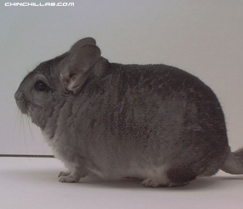 1498 Standard Male Chinchilla