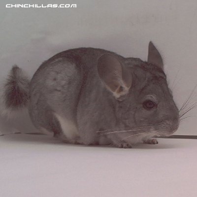 1512 Standard ( Sapphire Carrier ) Female Chinchilla