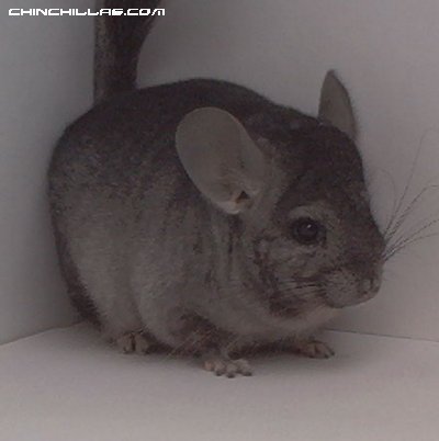 1492 Standard ( Ebony Carrier ) Female Chinchilla