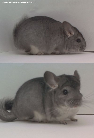 1510 Standard ( Sapphire Carrier ) Male Chinchilla