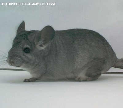 1513 Standard ( Violet Carrier ) Female Chinchilla