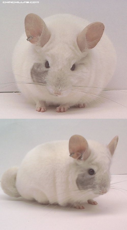 1528 Extreme Half-Mask Bg / Wh Mosaic Male Chinchilla