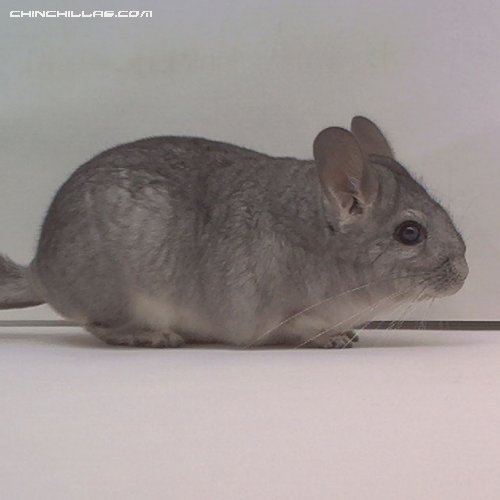 1507 Standard ( Sapphire Carrier ) Female Chinchilla