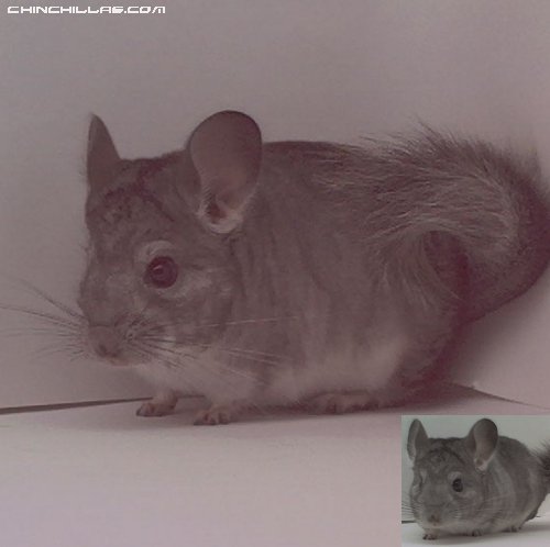 1521 Standard ( Sapphire Carrier ) Male Chinchilla