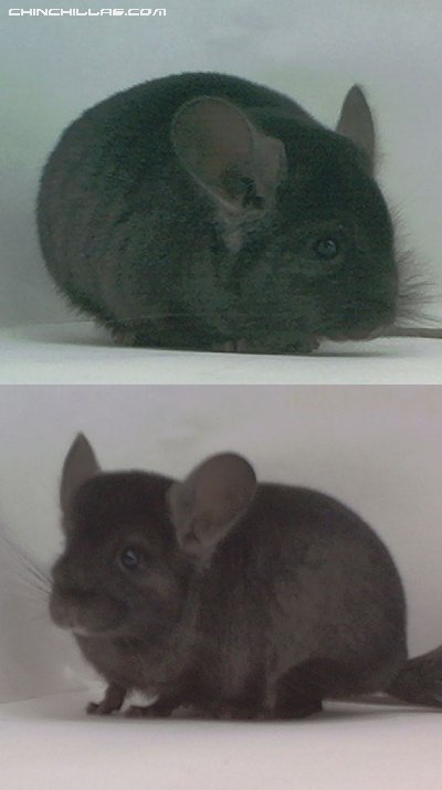 1501 Ebony ( Violet Carrier ) Male Chinchilla