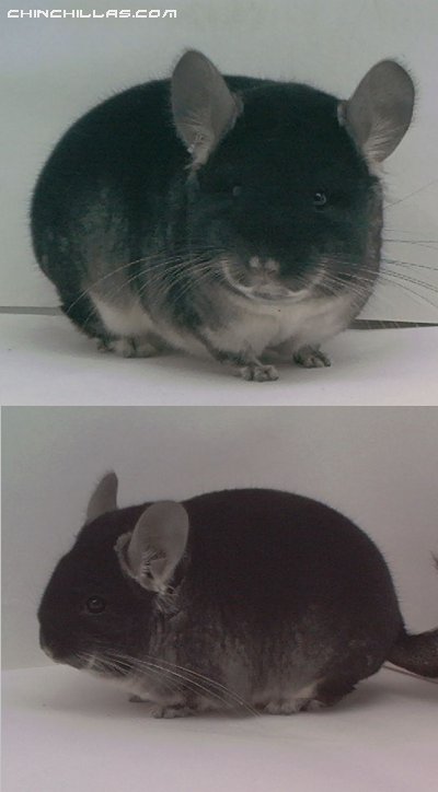 1526 MCBA National 1st Place Black Velvet Male Chinchilla