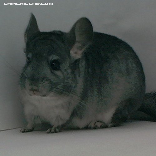 1514 Standard ( Violet Carrier ) Female Chinchilla