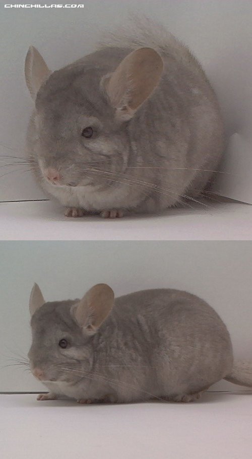 1509 Show Quality Beige (Ebony Carrier) Female Chinchilla