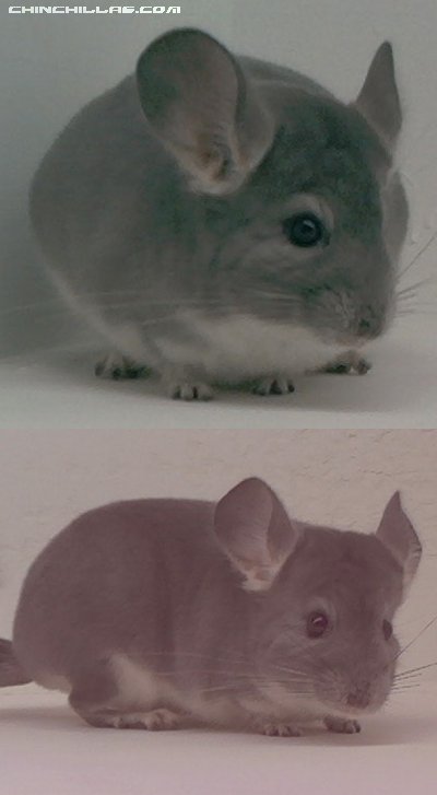 1560 Showable Violet Female Chinchilla